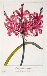 Amaryllis sarniensis, 1836 (हाथ से रंग की नक्काशी)